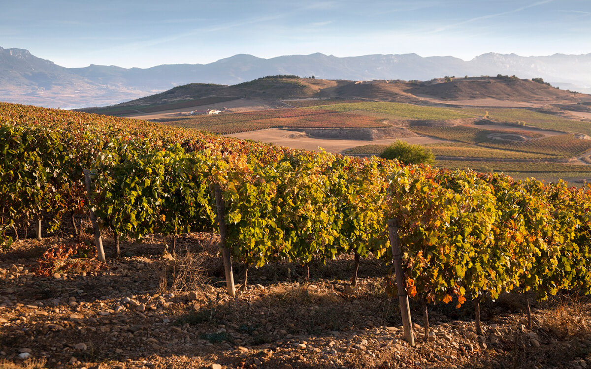 Bodegas Beronia