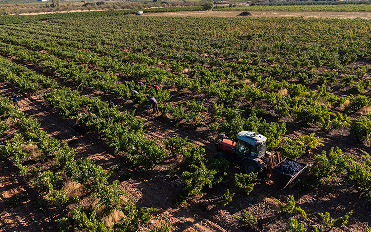 Bodegas D. Mateos