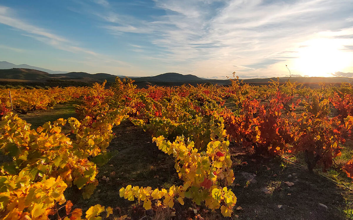 Bodegas Escudero