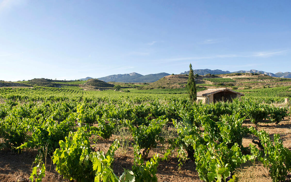 Bodegas Izadi