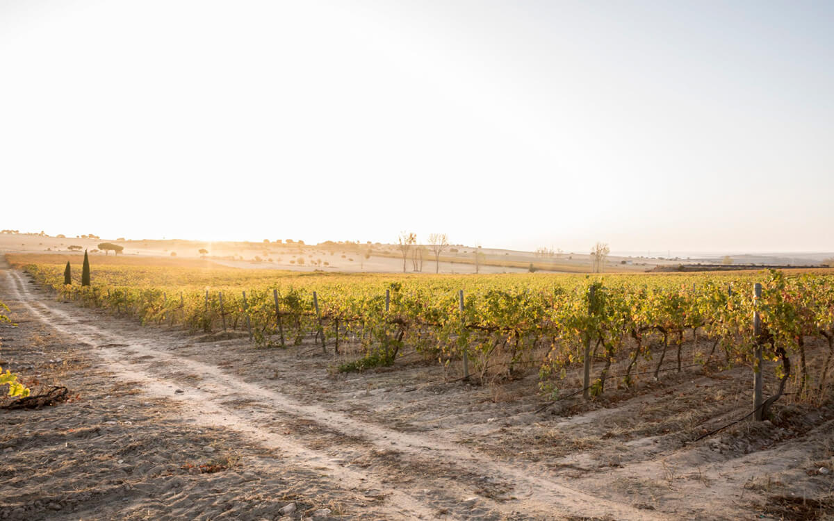 Marqués de la Concordia Family of Wines