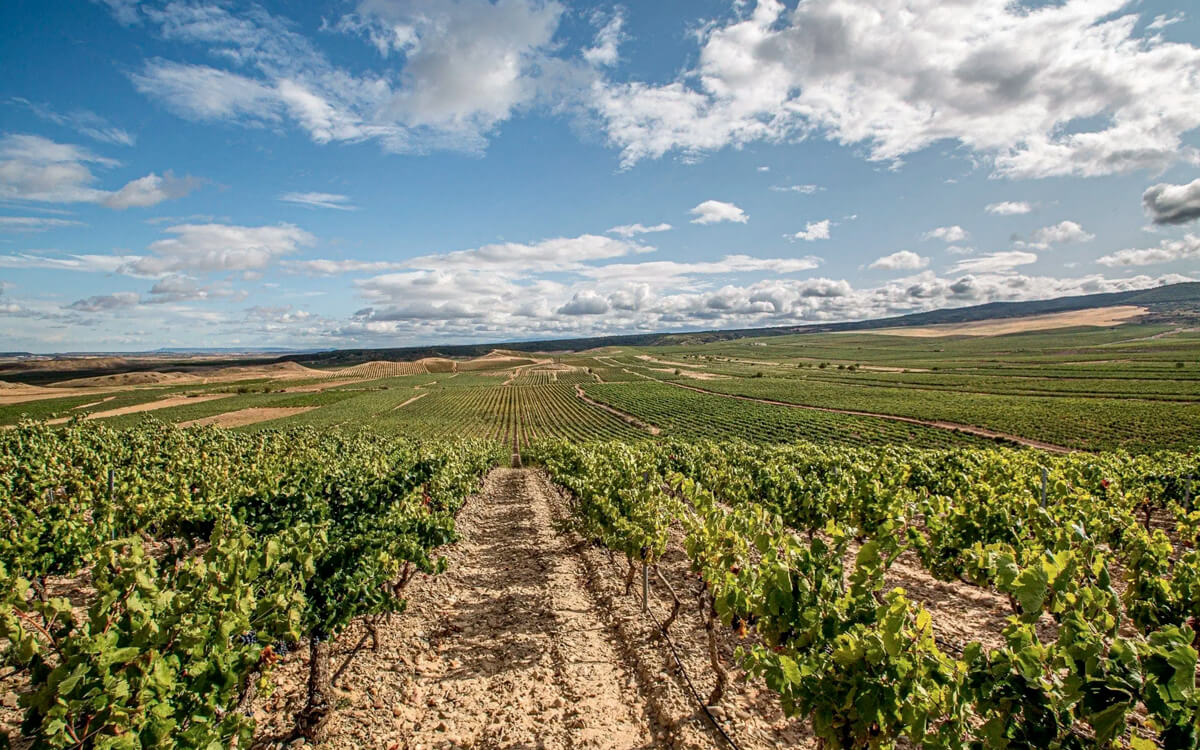 Bodegas del Medievo