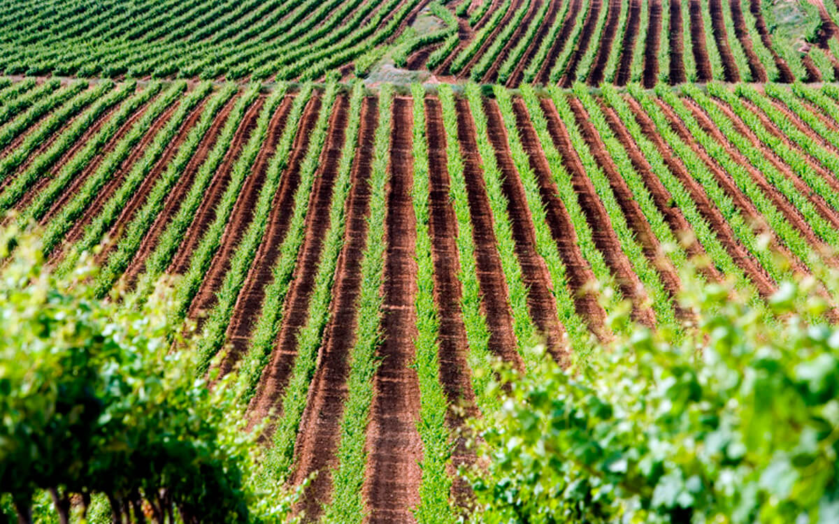 Bodegas del Medievo
