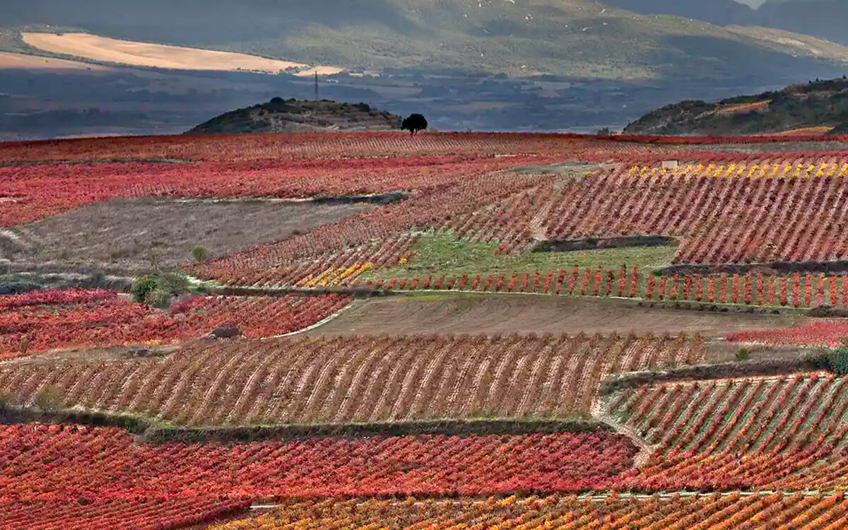 Bodegas Montecillo