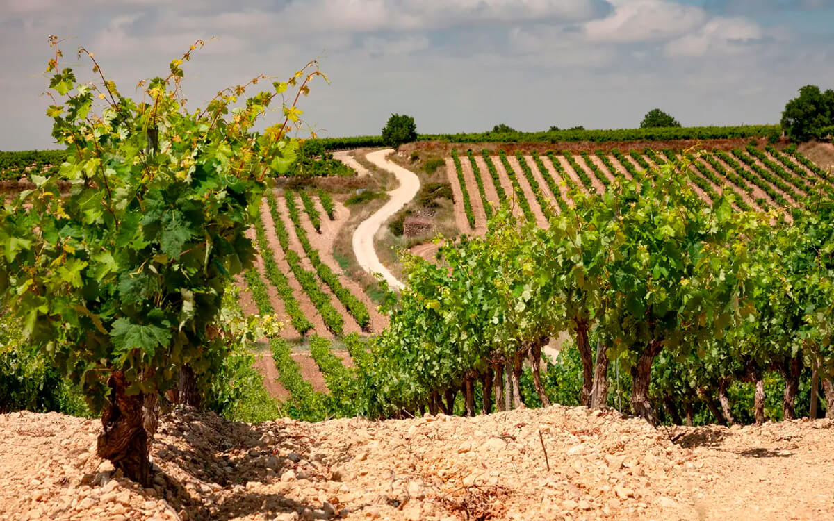 Bodegas Muriel