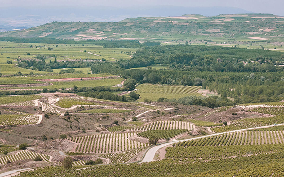 Bodegas Muriel