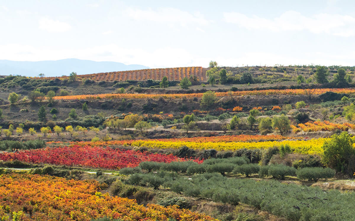 Bodegas Ondarre