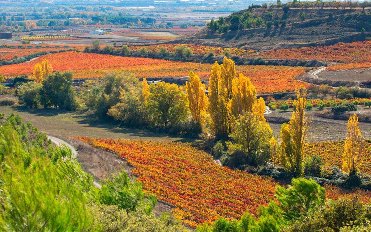 Bodegas Ondarre