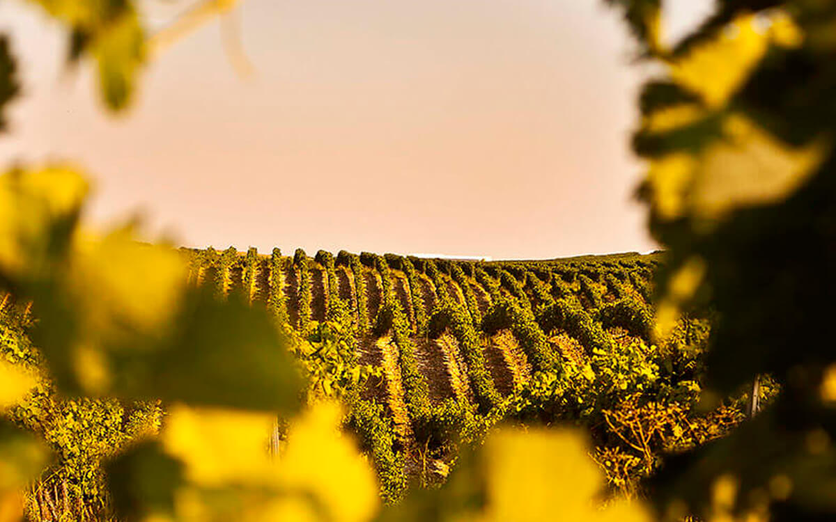 Rioja Vega