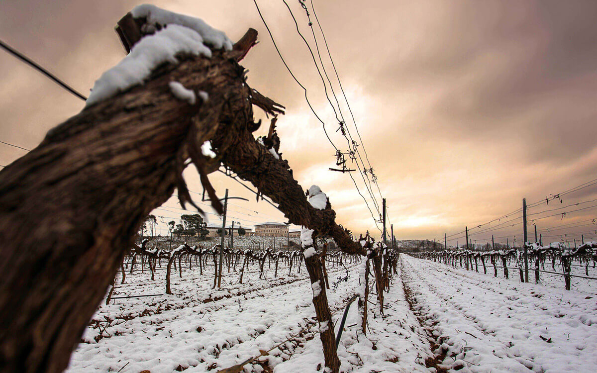 Rioja Vega
